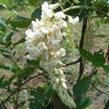 Wisteria mac Clara Mack #3