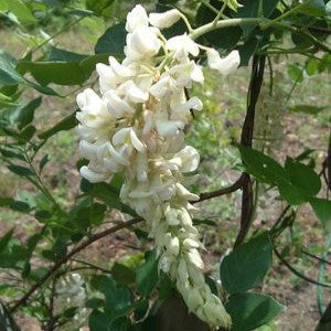 Wisteria mac Clara Mack #3