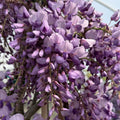 Wisteria s Caroline #5 staked