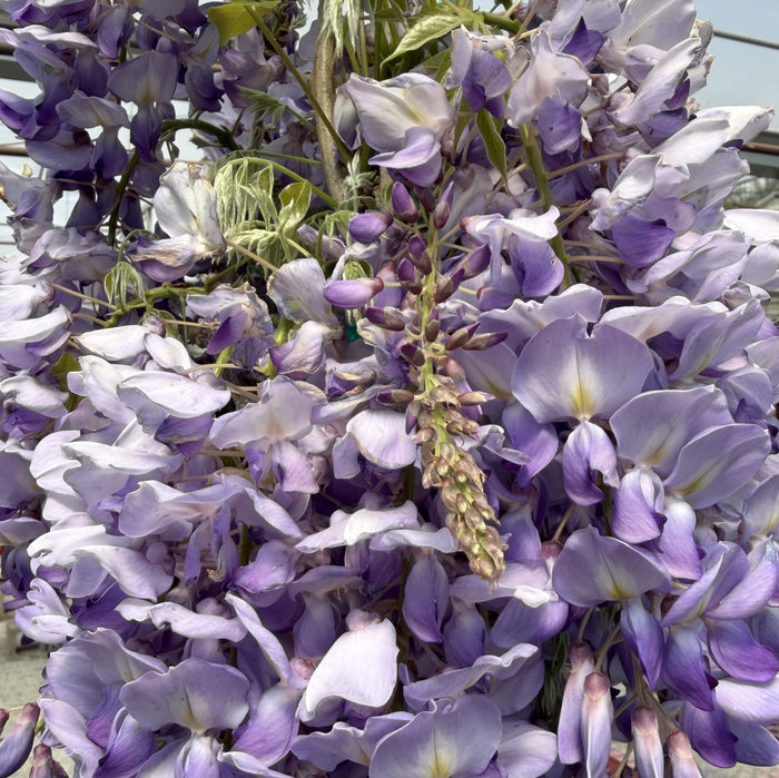 Wisteria s Cooke's Purple #5 staked