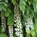 Wisteria s Texas White #5 staked