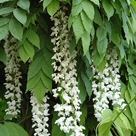 Wisteria s Texas White #5 staked